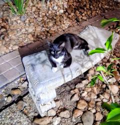 Reunited Male Cat last seen Northwest Pkwy, San Antonio, TX 78230