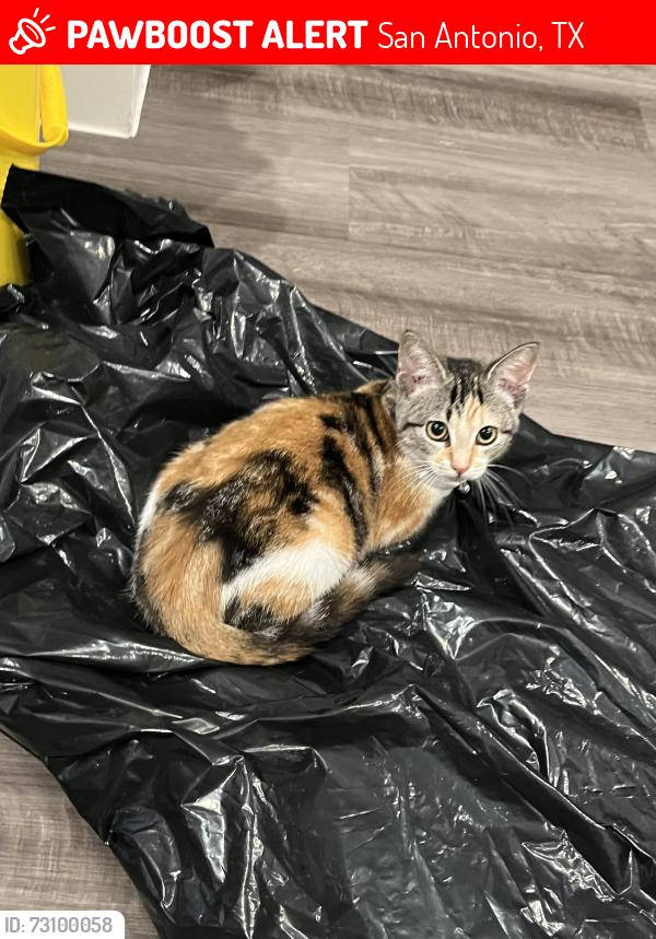 Lost Female Cat last seen Hunter’s Ranch near Ryan Xing and Allison, San Antonio, TX 78253
