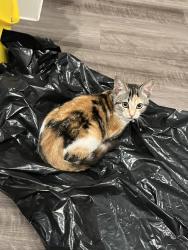 Lost Female Cat last seen Hunter’s Ranch near Ryan Xing and Allison, San Antonio, TX 78253