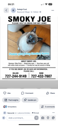 Lost Male Cat last seen Westwinds drive palm harbor, Palm Harbor, FL 34683