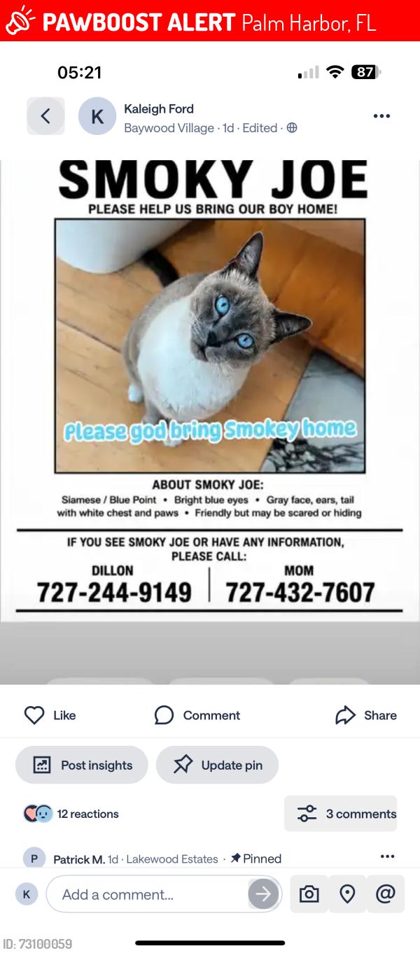 Lost Male Cat last seen Westwinds drive palm harbor, Palm Harbor, FL 34683