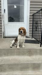 Reunited Male Dog last seen Halsted & Lincoln highway by Sharks, Chicago Heights, IL 60411