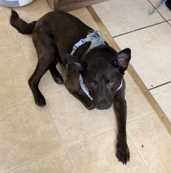 Found/Stray Male Dog last seen Lower Richland Blvd/Old Hopkins Rd, Hopkins, SC 29061