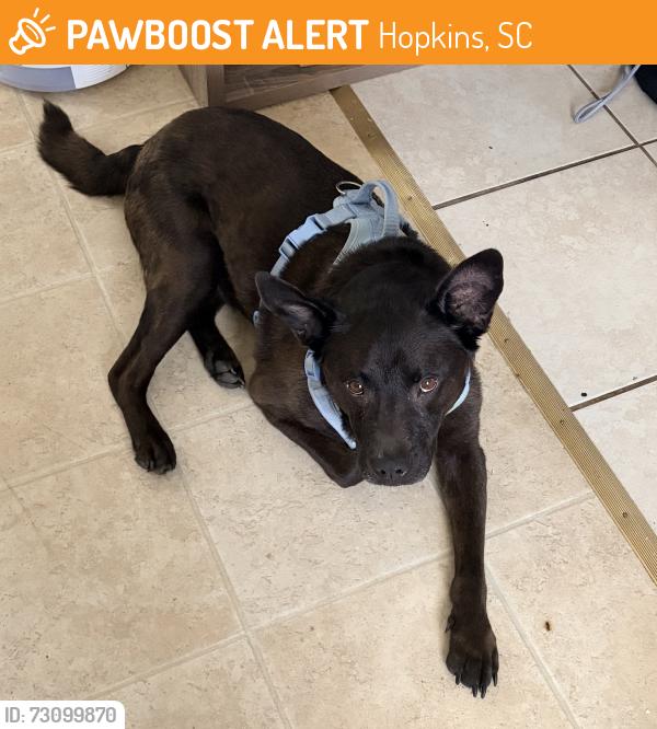 Found/Stray Male Dog last seen Lower Richland Blvd/Old Hopkins Rd, Hopkins, SC 29061