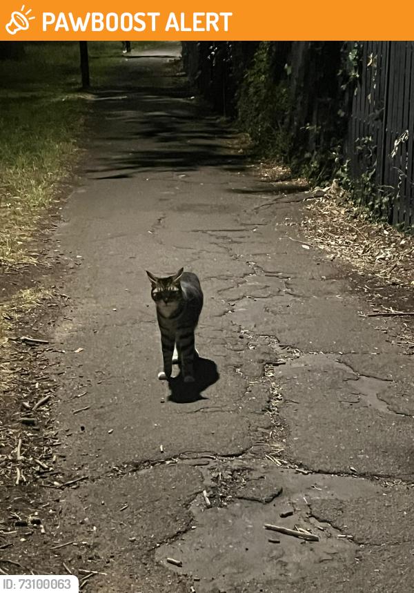 Found/Stray Unknown Cat last seen On the bit of grass opposite/near st Mark's church, Greater London, England SW11 1RE