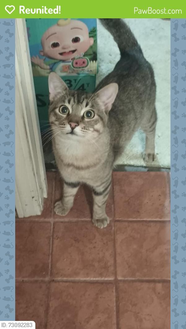 Reunited Male Cat last seen Chestnut Ave South sf, South San Francisco, CA 94080