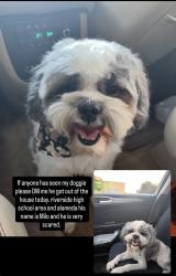 Lost Male Dog last seen Jensen Ave near McCarthy Ave, El Paso, TX 79915