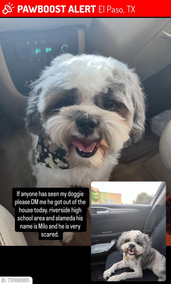 Lost Male Dog last seen Jensen Ave near McCarthy Ave, El Paso, TX 79915