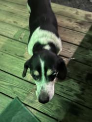 Found/Stray Male Dog last seen Lake Lure Library, Lake Lure, NC 28746