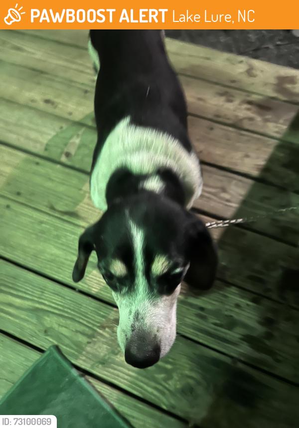 Found/Stray Male Dog last seen Lake Lure Library, Lake Lure, NC 28746