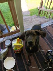 Lost Male Dog last seen Haysi va, Dickenson County, VA 24256