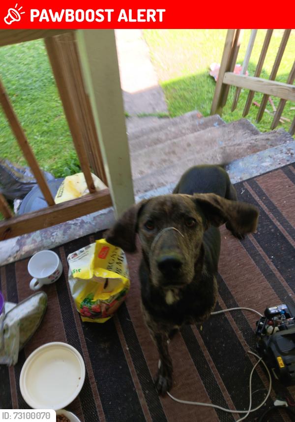 Lost Male Dog last seen Haysi va, Dickenson County, VA 24256