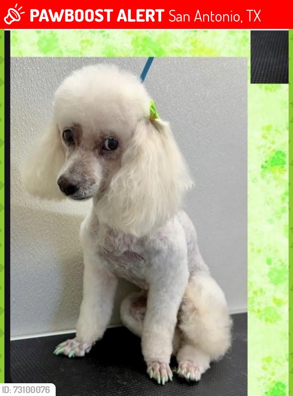 Lost Female Dog last seen tamaron pass, San Antonio, TX 78253