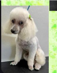 Lost Female Dog last seen tamaron pass, San Antonio, TX 78253