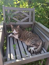 Lost Male Cat last seen Near 1ere avenue, Montréal, QC 