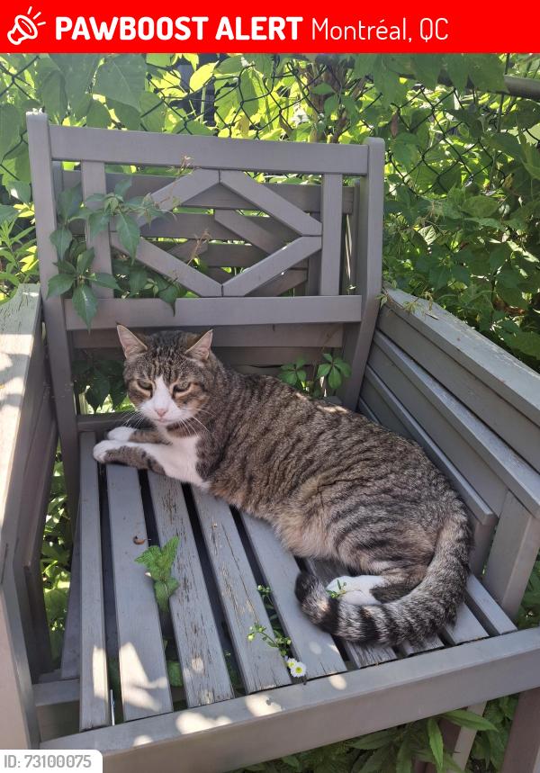 Lost Male Cat last seen Near 1ere avenue, Montréal, QC 