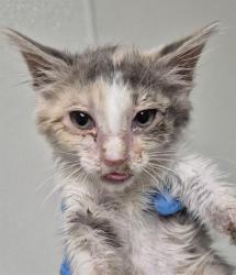 Shelter Stray Female Cat last seen Near BLOCK BEAR MOUNTAIN BLVD, ARVIN CA 93203, 3951 Fruitvale Ave, Bakersfield, CA 93308, USA