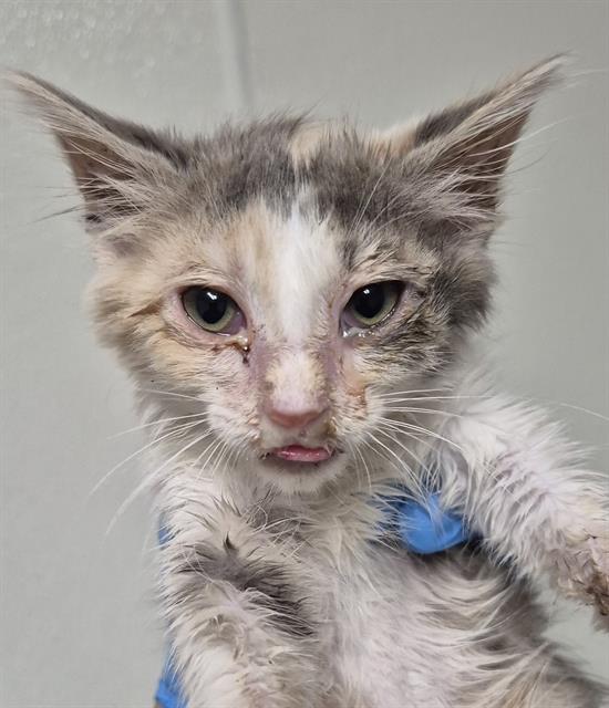 Shelter Stray Female Cat last seen Near BLOCK BEAR MOUNTAIN BLVD, ARVIN CA 93203, 3951 Fruitvale Ave, Bakersfield, CA 93308, USA