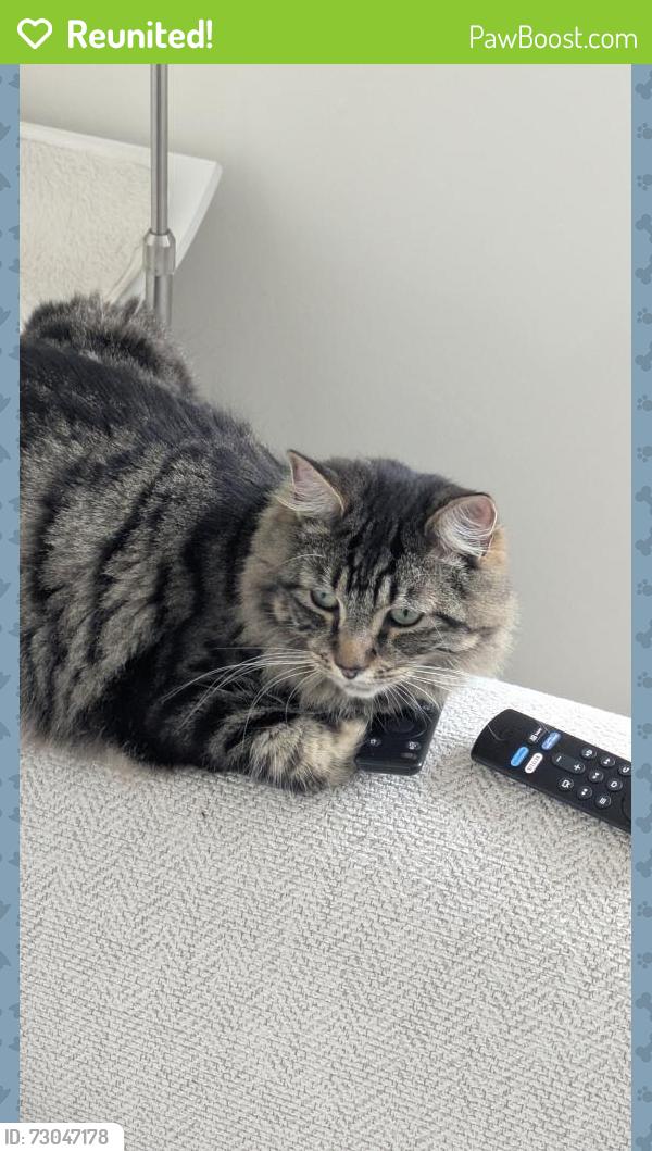 Reunited Male Cat last seen Oakhill Road, Greater London, England SW15 2QL