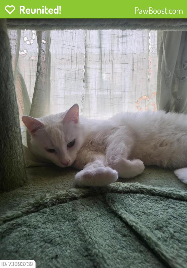 Reunited Female Cat last seen Vera , Golf Manor, OH 45237