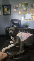 Lost Female Dog last seen 63rd Street between MacArthur and Rockwell, Oklahoma City, OK 73132