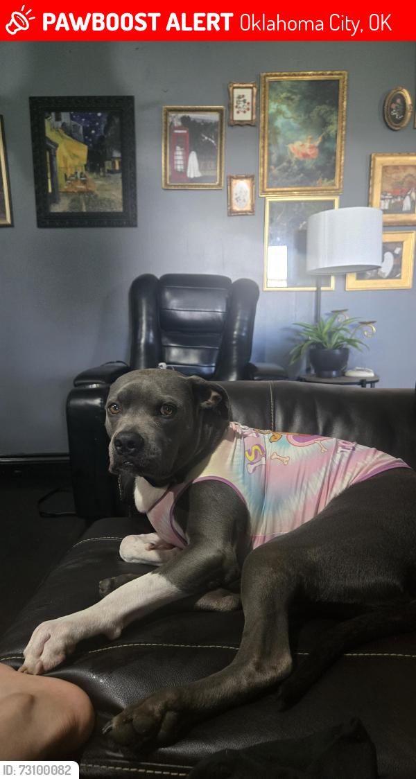 Lost Female Dog last seen 63rd Street between MacArthur and Rockwell, Oklahoma City, OK 73132