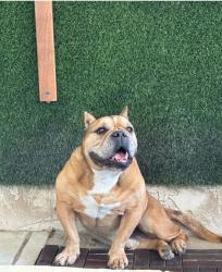 Reunited Male Dog last seen Good Homes, Orlando, FL 32818