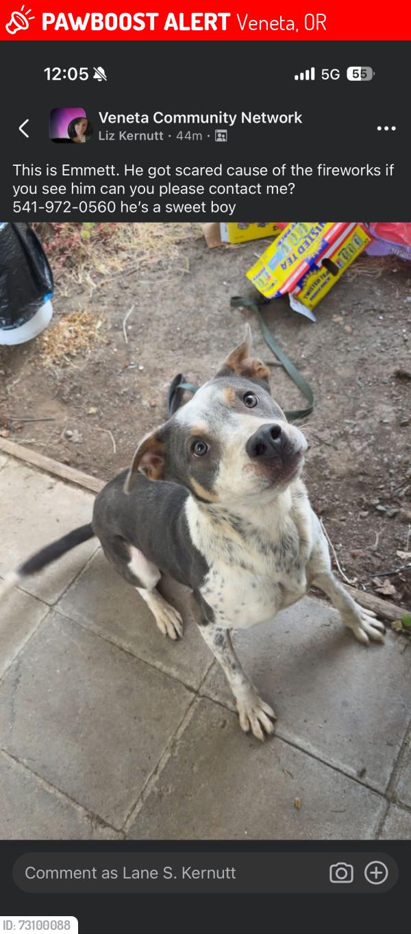 Lost Male Dog last seen Territorial hwy and E Broadway, Veneta, OR 97487