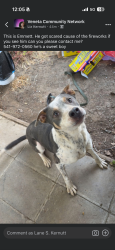Lost Male Dog last seen Territorial hwy and E Broadway, Veneta, OR 97487