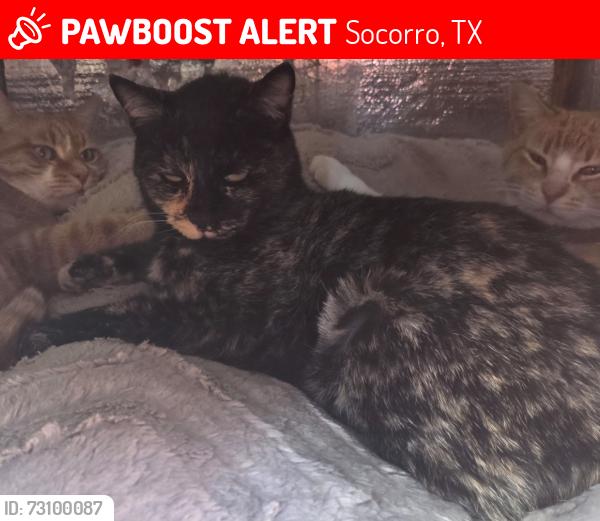 Lost Female Cat last seen Valle Del Mar Drive, Socorro, TX 79927
