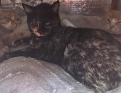 Lost Female Cat last seen Valle Del Mar Drive, Socorro, TX 79927