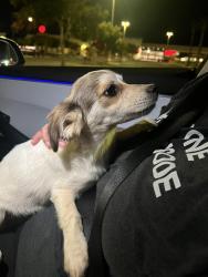 Found/Stray Female Dog last seen Target Main St, Hesperia, CA 92340
