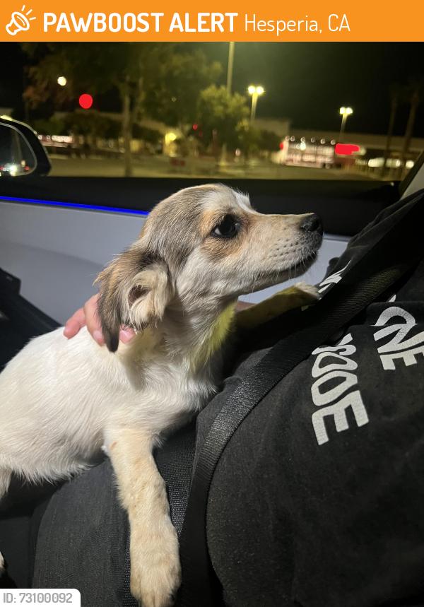 Found/Stray Female Dog last seen Target Main St, Hesperia, CA 92340