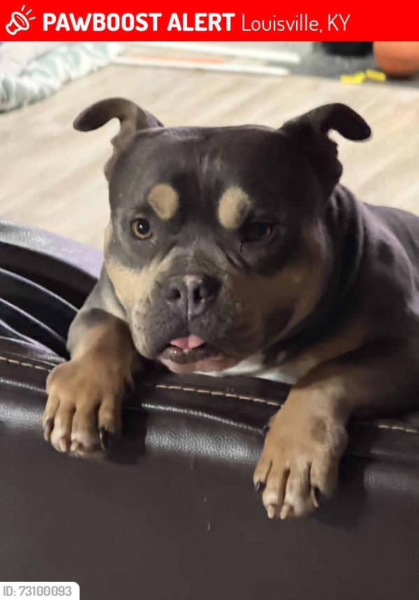 Lost Male Dog last seen Indian Falls Drive, Louisville, KY 40229