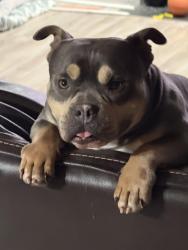 Lost Male Dog last seen Indian Falls Drive, Louisville, KY 40229