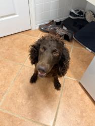 Reunited Male Dog last seen Park Forest and Country Club, Mount Dora, FL 32757