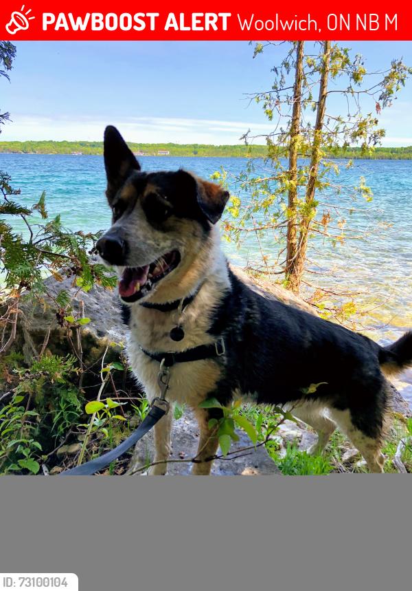 Lost Male Dog last seen Bietz Rd and Crowfoot Rd, Woolwich, ON N0B 1M0