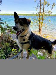 Lost Male Dog last seen Bietz Rd and Crowfoot Rd, Woolwich, ON N0B 1M0