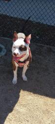 Lost Male Dog last seen Greenfield, El Cajon, CA 92021