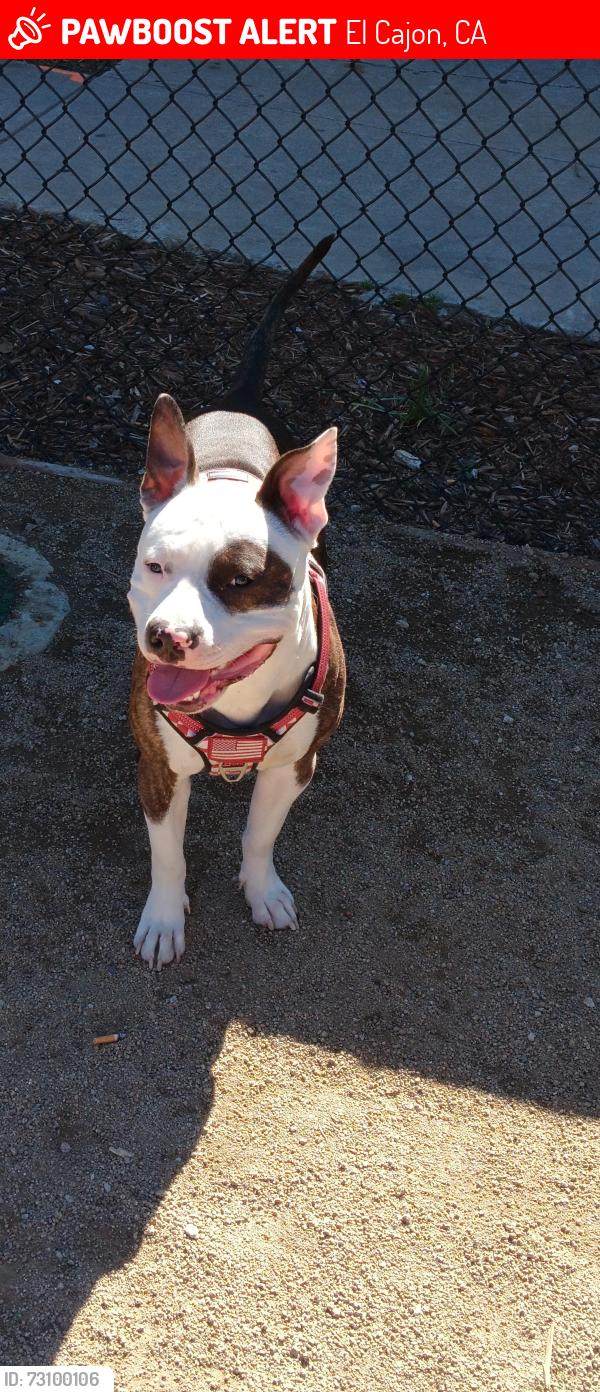 Lost Male Dog last seen Greenfield, El Cajon, CA 92021