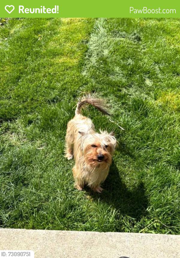 Reunited Male Dog last seen 59th Avenue, Cicero, IL 60804