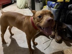 Found/Stray Female Dog last seen Amelia rd bridge, Spalding County, GA 30248