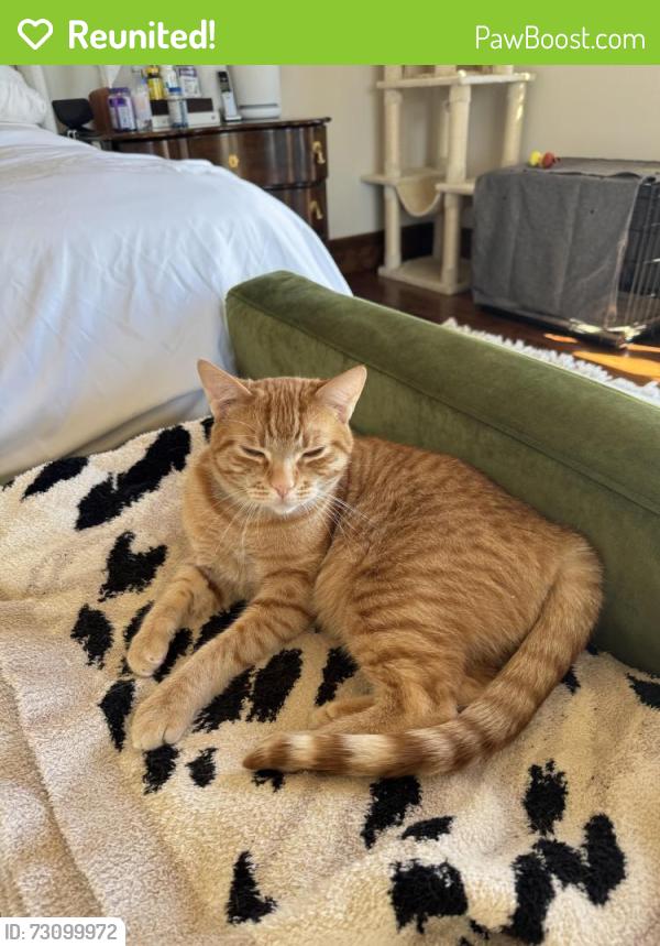 Reunited Male Cat last seen Cypress hawk court. We live right up against the golf course , San Ramon, CA 94582