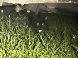 Found/Stray Unknown Cat last seen MOCKINGBIRD TRAIL, Clayton County, GA 30274