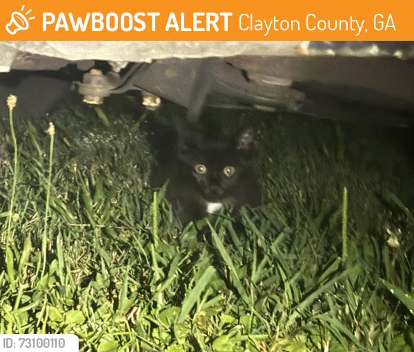Found/Stray Unknown Cat last seen MOCKINGBIRD TRAIL, Clayton County, GA 30274