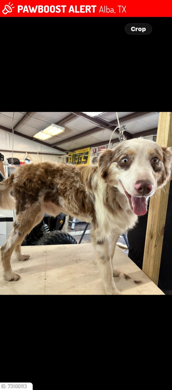 Lost Male Dog last seen Alba-Golden school area, Alba, TX 75410