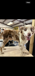 Lost Male Dog last seen Alba-Golden school area, Alba, TX 75410