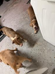 Found/Stray Male Dog last seen Old oak tree ct orlando fl, Orlando, FL 32808