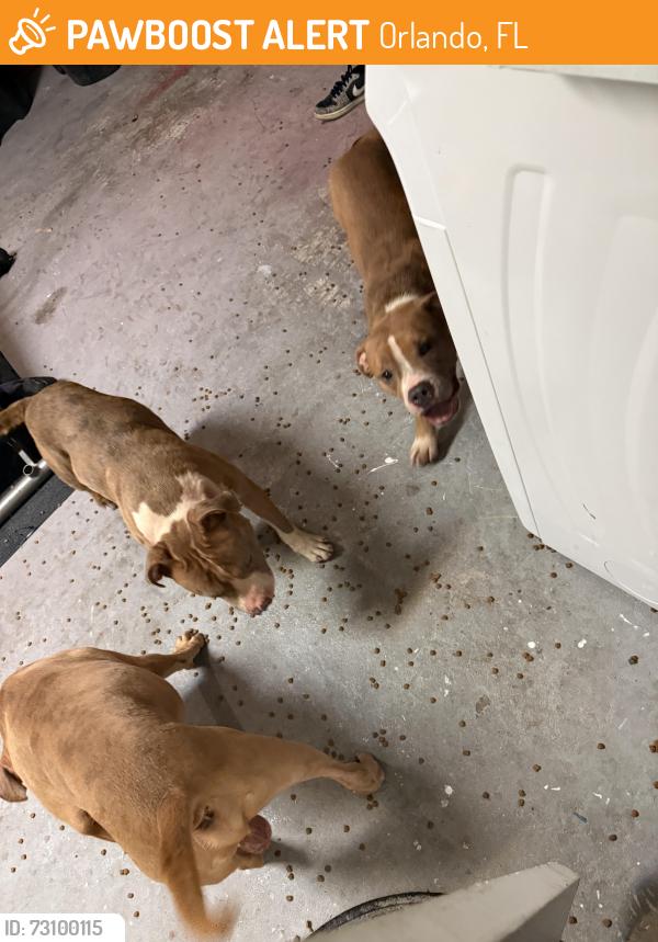 Found/Stray Male Dog last seen Old oak tree ct orlando fl, Orlando, FL 32808