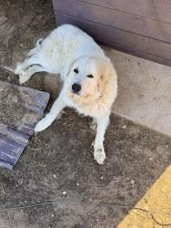 Lost Female Dog last seen FM 344-E abd CR 119, south Tyler, near Kiepersol Winery, Tyler, TX 75703